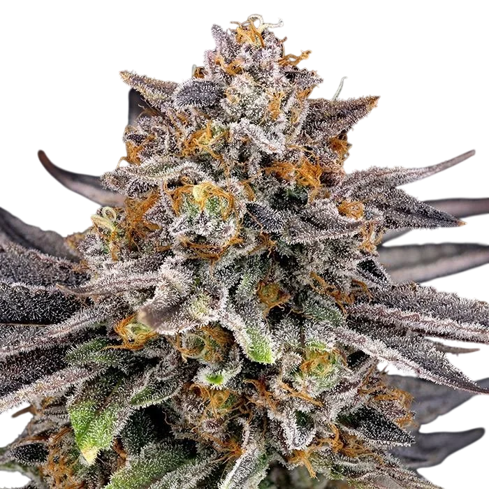 Candy Gaz – Produktansicht