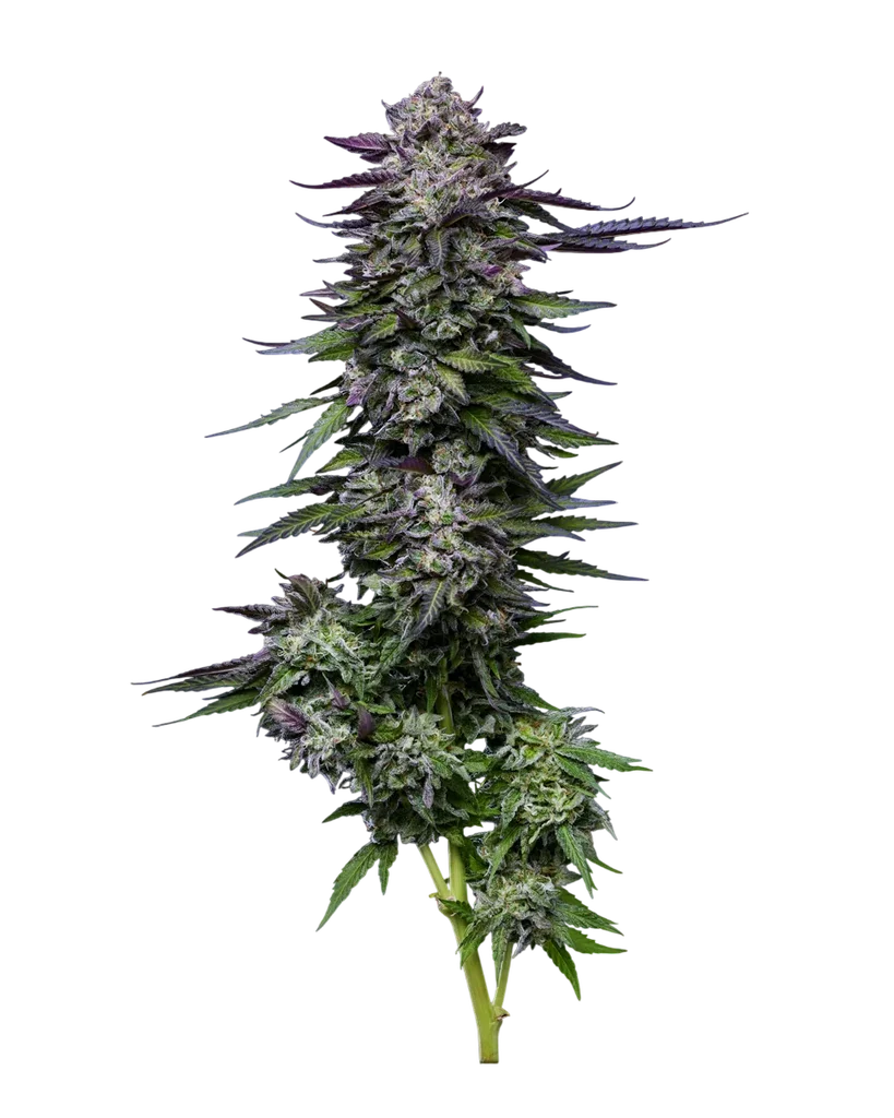 Candy Hustle – Produktansicht