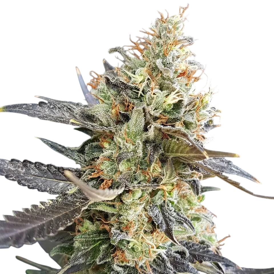 Candyland – Produktansicht