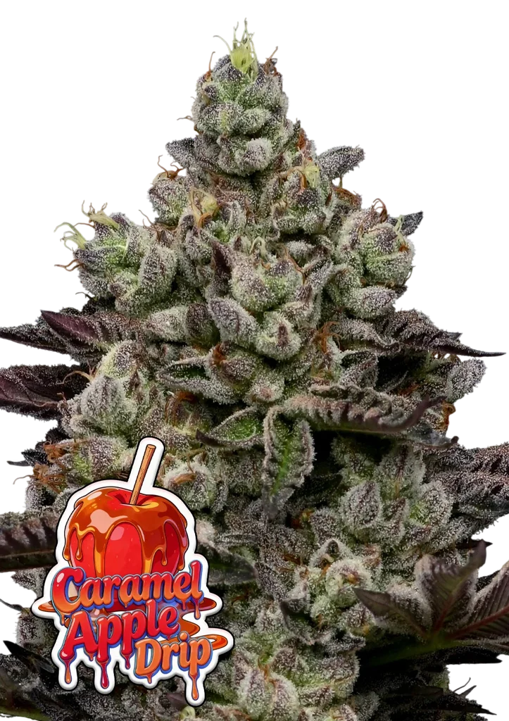 Caramel Apple Drip – Produktansicht