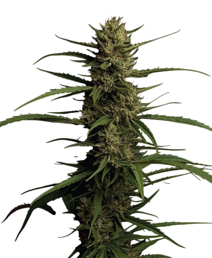 Caribbean Queen | PHOTOFEM | Humboldt Seed Co.