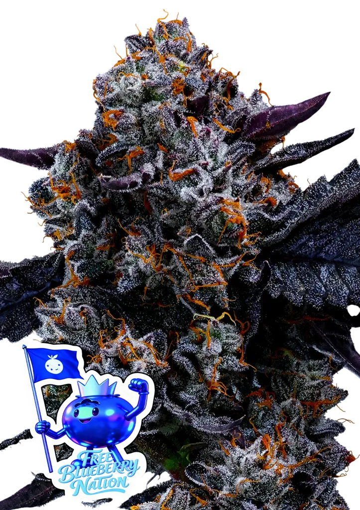 Free Blueberry Nation | PHOTOFEM | Anesia Seeds