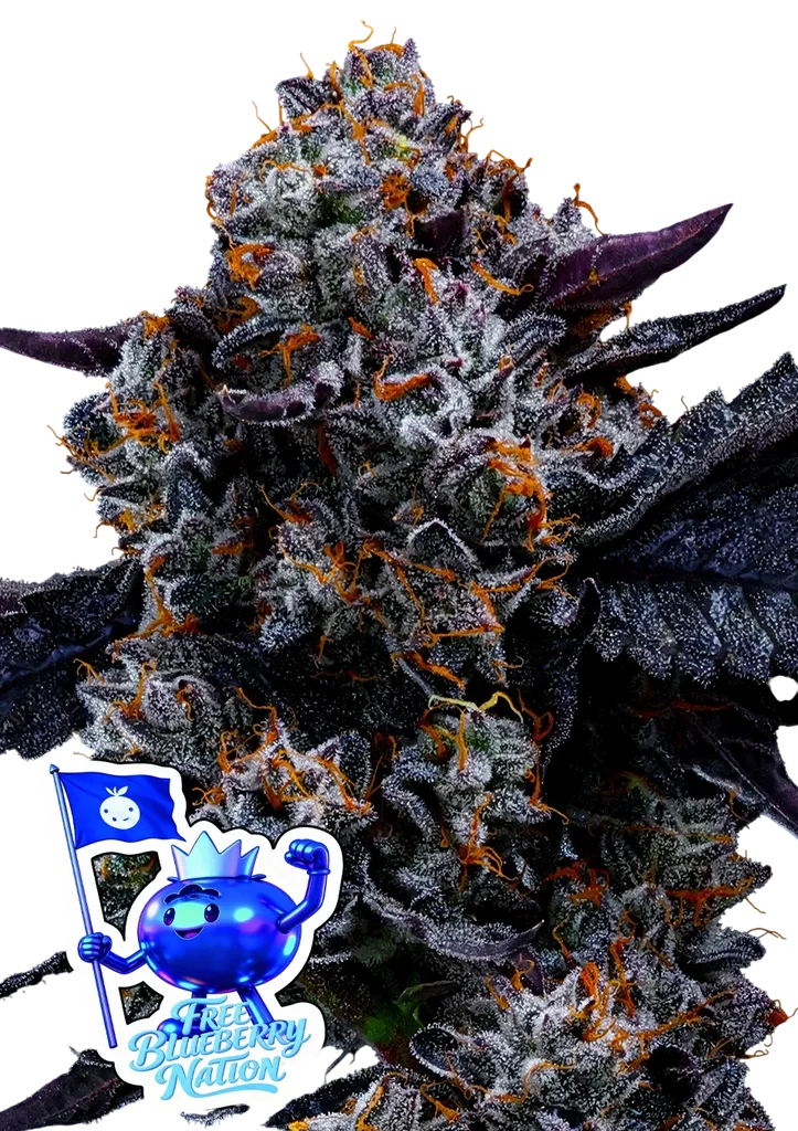 Free Blueberry Nation – Produktansicht