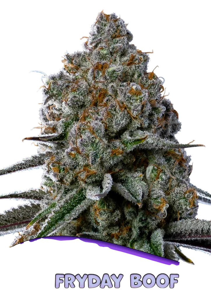 Fryday Boof | PHOTOFEM | Anesia Seeds