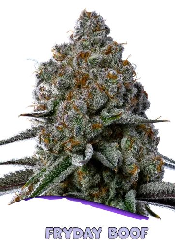 Fryday Boof