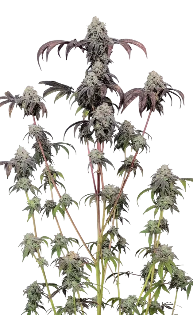 Garlic Mint Sherbet | PHOTOFEM | Fast Buds