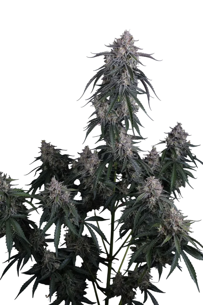 GMO Auto – Produktansicht
