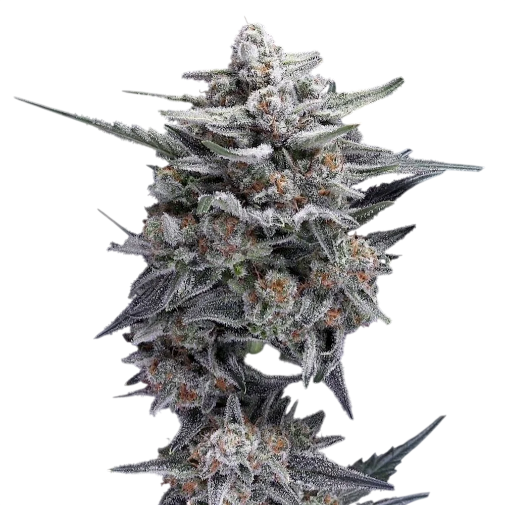 HG23 (Michael Jordan) | PHOTOFEM | DNA Genetics