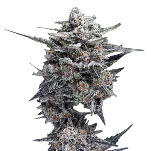 HG23 (Michael Jordan)