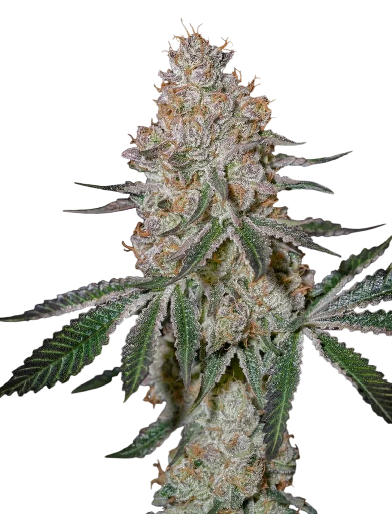 Highcloudz – Produktansicht