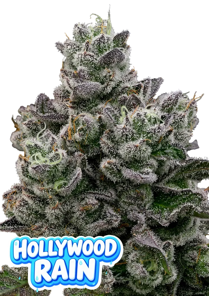 Hollywood Rain | PHOTOFEM | Anesia Seeds