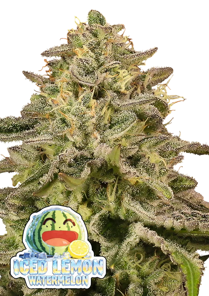Iced Lemon Watermelon | PHOTOFEM | Anesia Seeds