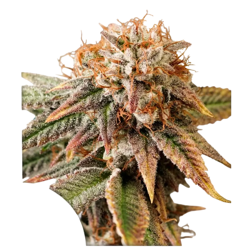 Kingston Punch Auto – Produktansicht