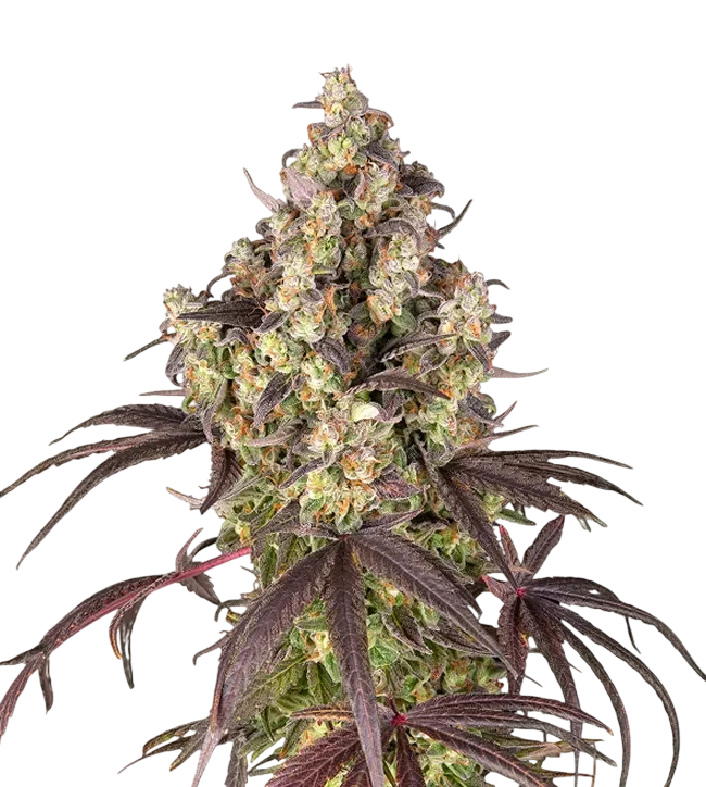 Lemon Cherry Gelato – Produktansicht