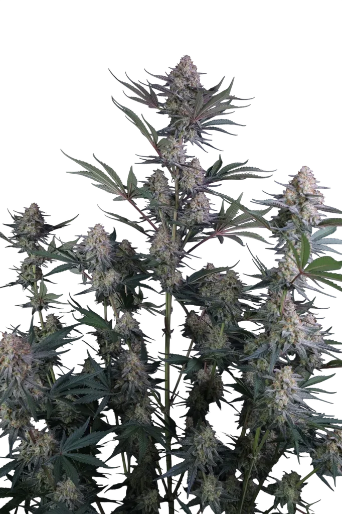 Lemon Tree Auto – Produktansicht