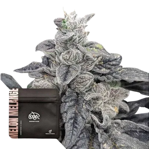 Melon Melange