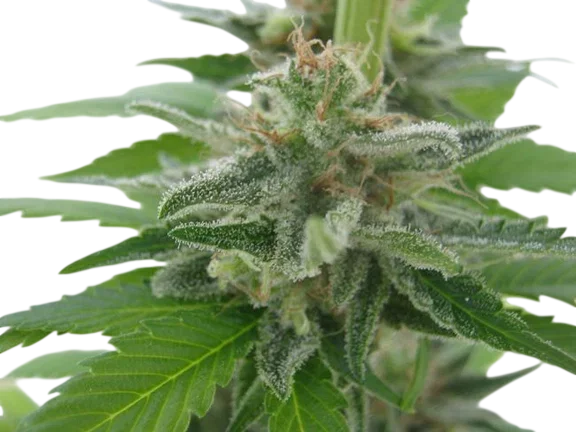 California Orange – Produktansicht