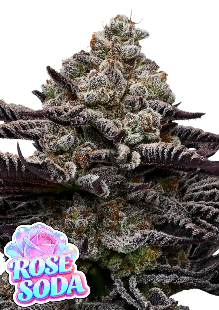 Rose Soda | PHOTOFEM | Anesia Seeds
