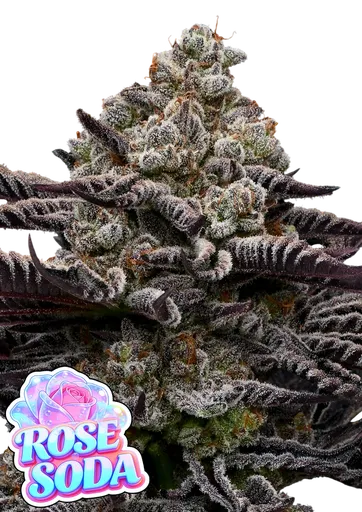 Rose Soda
