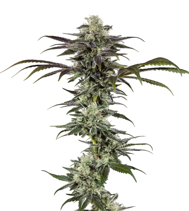 RS11 | PHOTOFEM | Barneys Farm