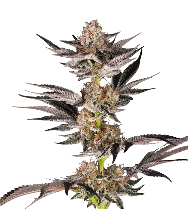 RS11 x Banana OG – Produktansicht