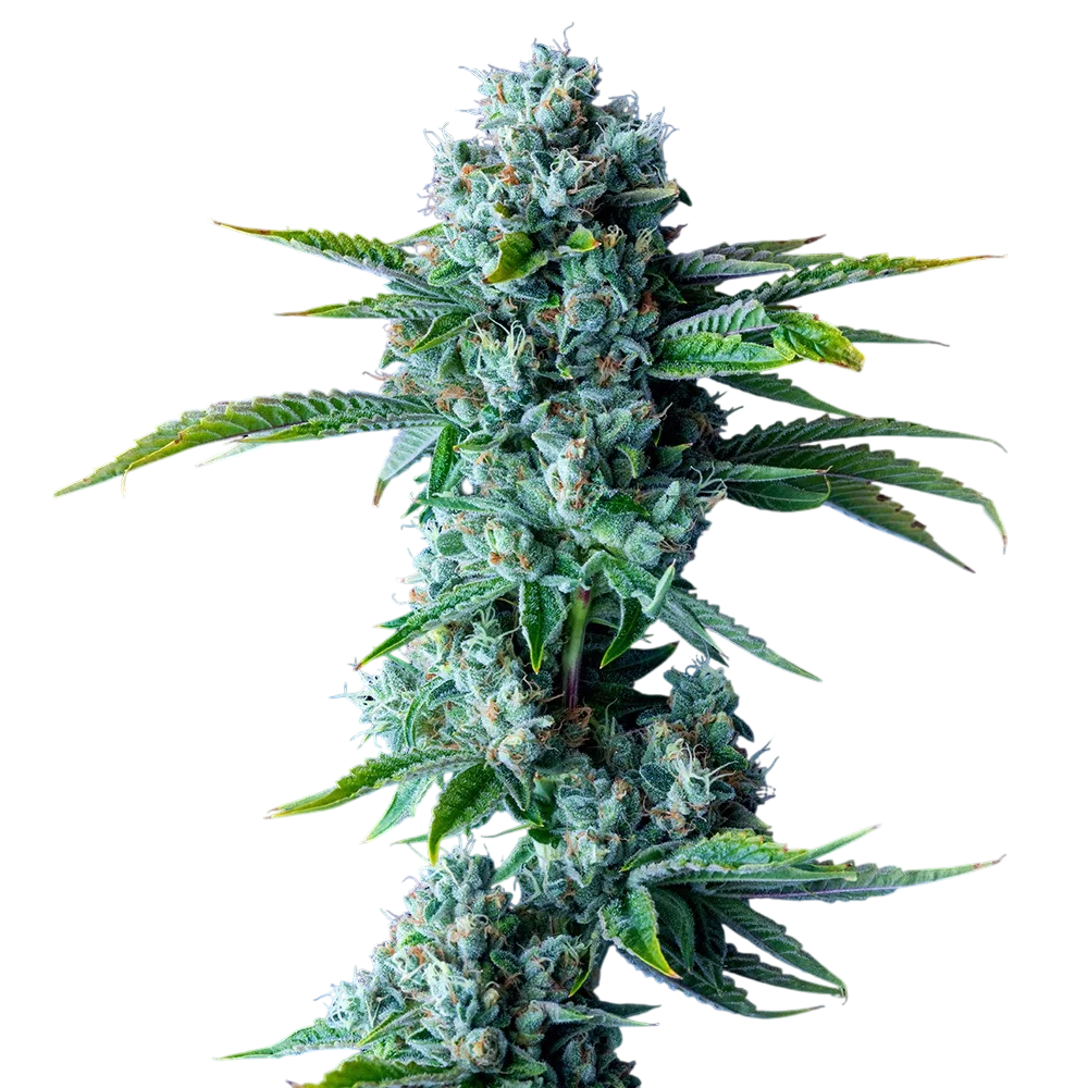 Skywalker Kush – Produktansicht