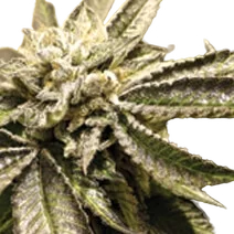 Canadian Kush 2.0 – Produktansicht
