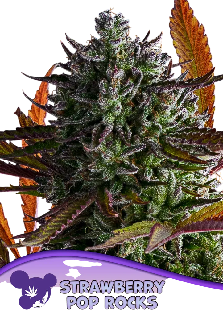 Strawberry Pop Rocks | PHOTOFEM | Anesia Seeds