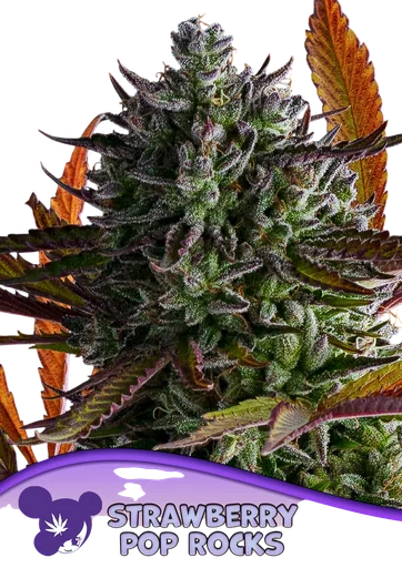 Strawberry Pop Rocks