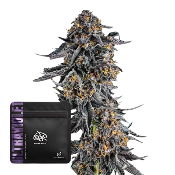 Ultraviolet – Produktansicht