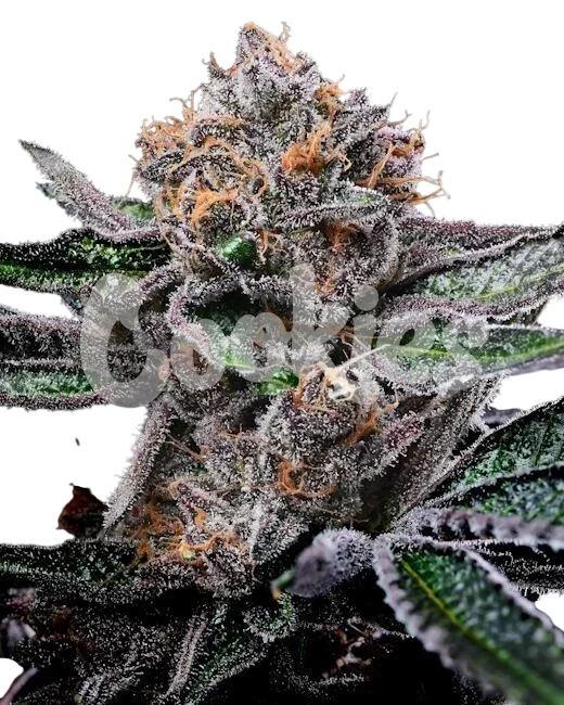 Candy Candy – Produktansicht