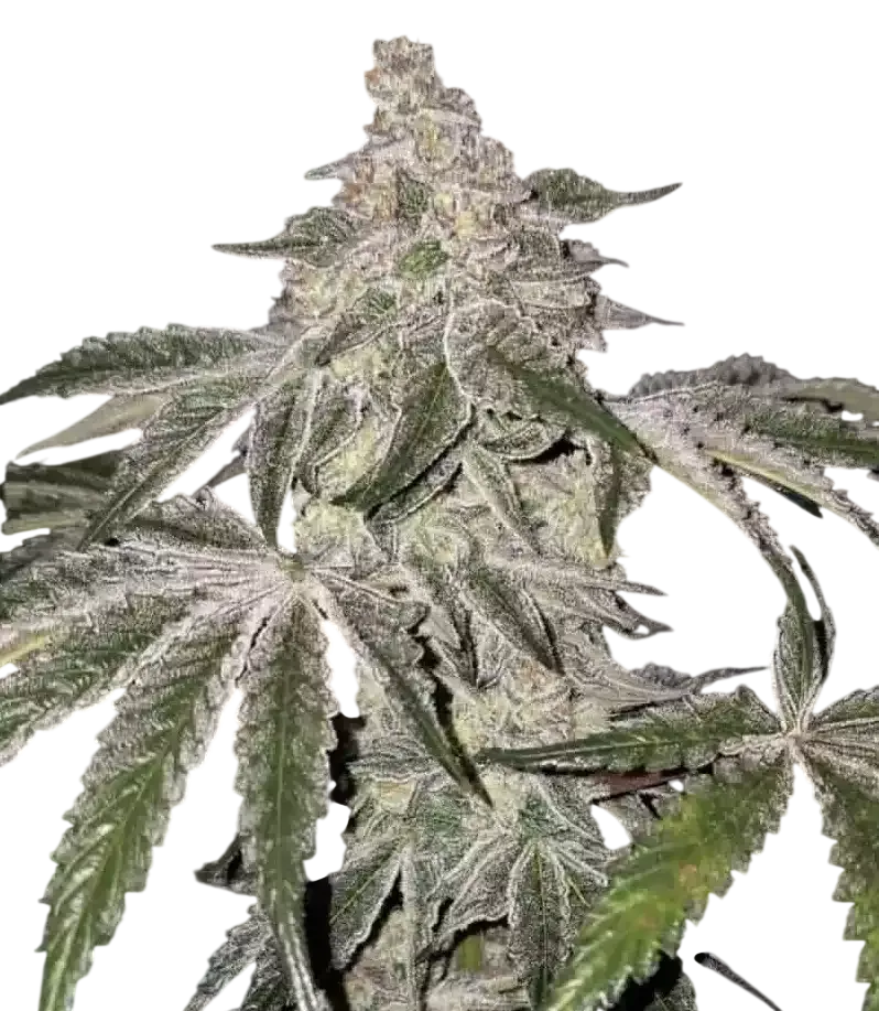 Atomic Leisure R1 | PHOTOFEM | Ethos Genetics