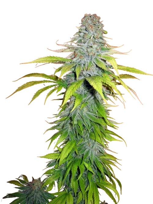 Candy Cream – Produktansicht