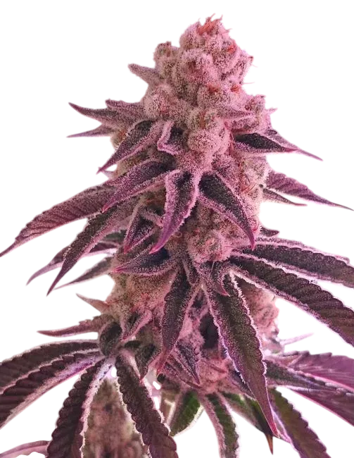 Platinum Dosha | PHOTOFEM | In House Genetics
