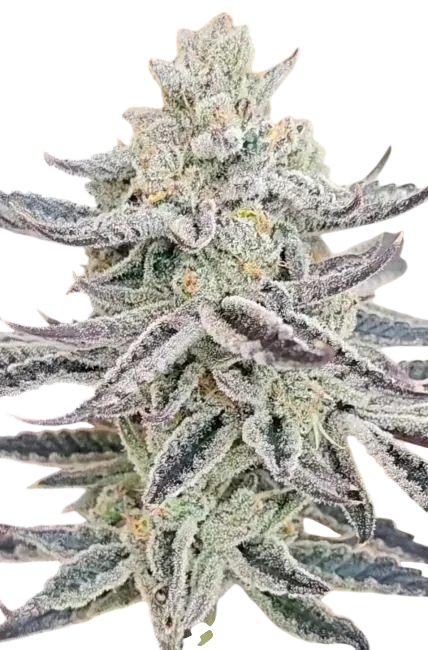 Platinum Zushi | PHOTOFEM | In House Genetics