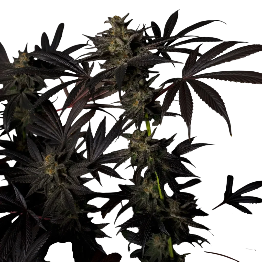 Black Mamba #42 – Produktansicht