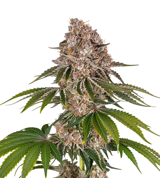 Cookie Casket – Produktansicht