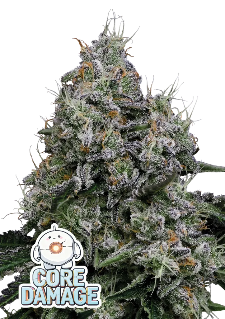 Core Damage | PHOTOFEM | Anesia Seeds