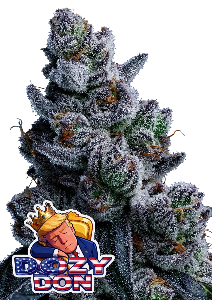 Dozy Don – Produktansicht