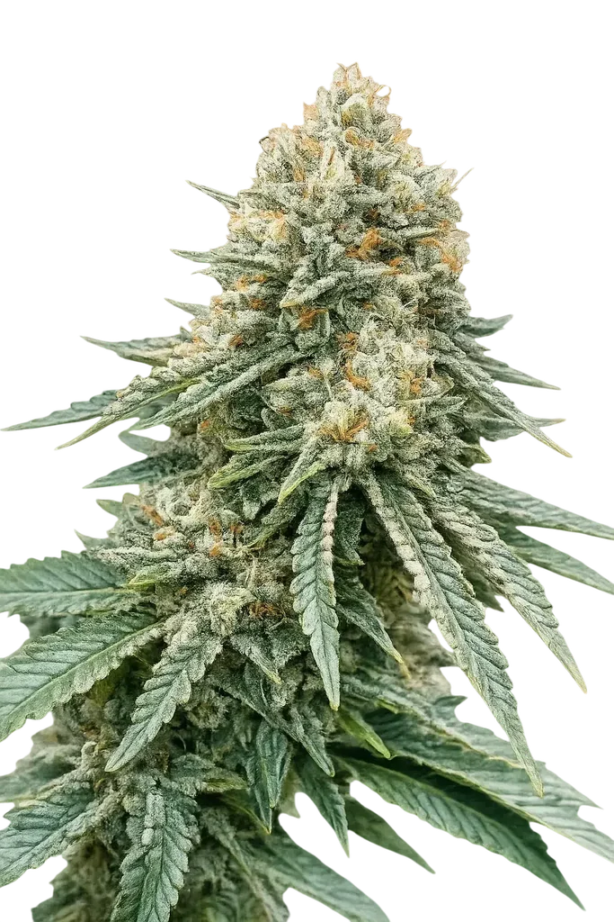 Corleone Kush | PHOTOFEM | Cali Connection