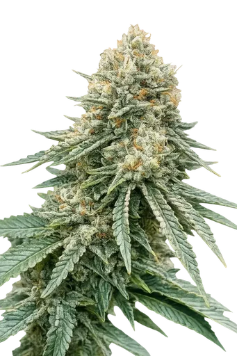 Corleone Kush