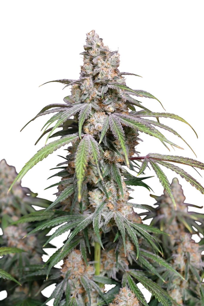 Funkberry Kush 2.0 – Produktansicht