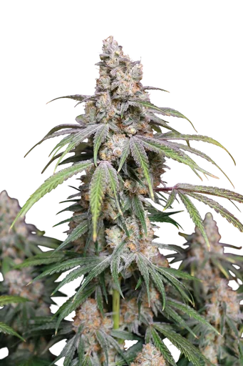 Funkberry Kush 2.0