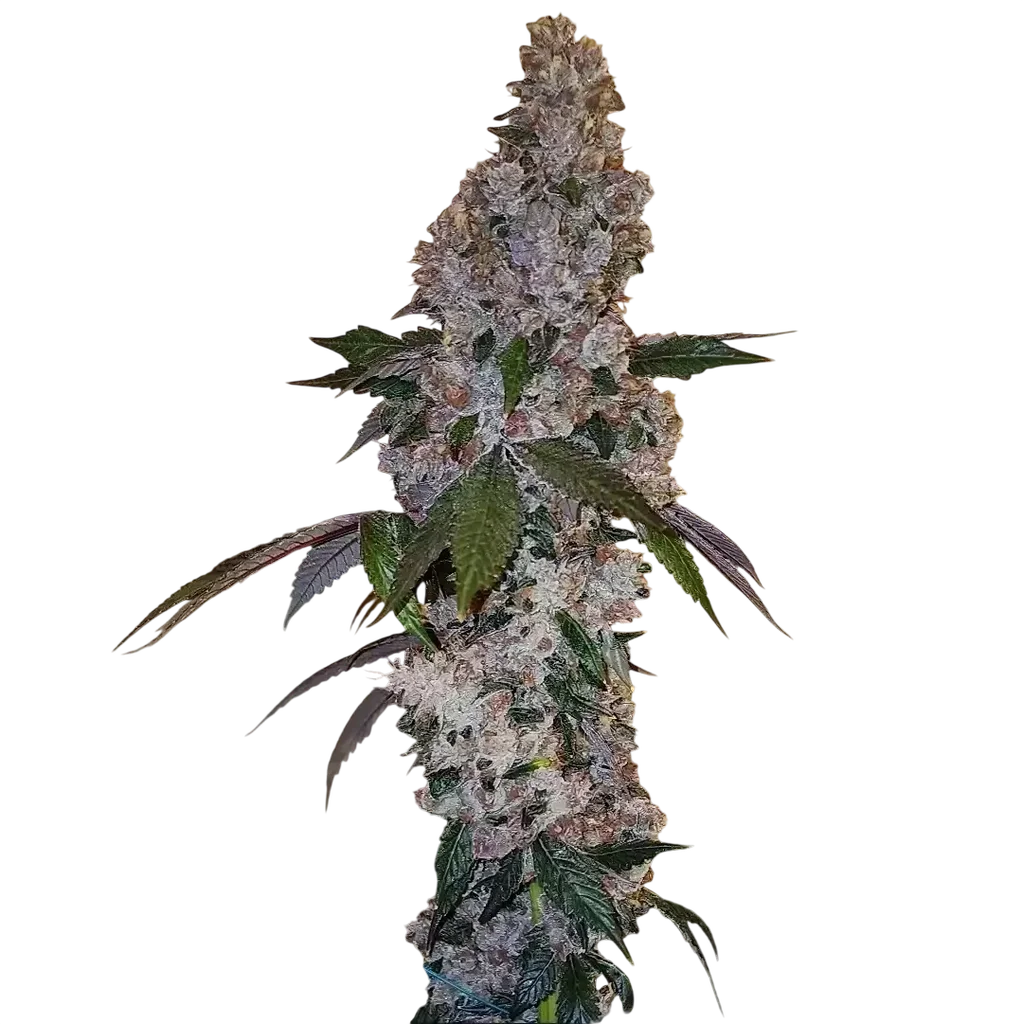 Liquer R1 | PHOTOFEM | Ethos Genetics
