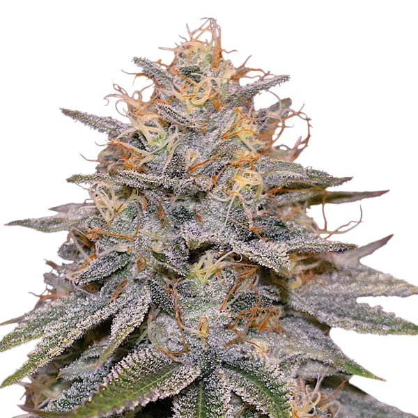 Orange Frappe – Produktansicht
