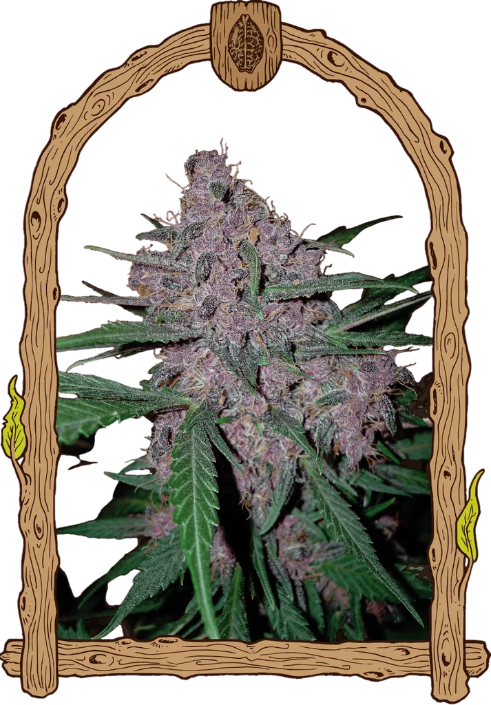 Penkiller Exclusive | PHOTOFEM | Exotic Seed