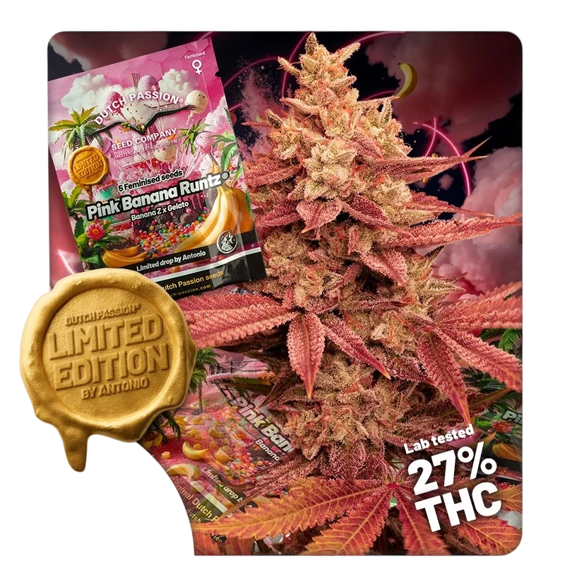 Pink Banana Runtz | PHOTOFEM | Dutch Passion