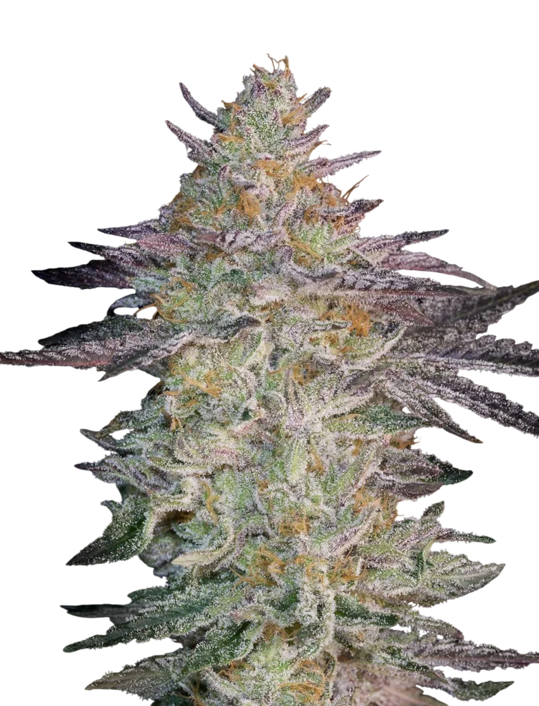 Super Banana Mango – Produktansicht