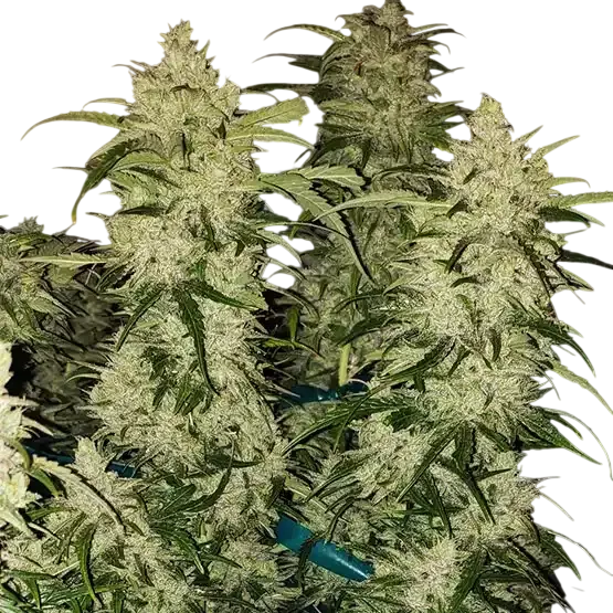 Zweet RBX2 Auto | AUTOFEM | Ethos Genetics