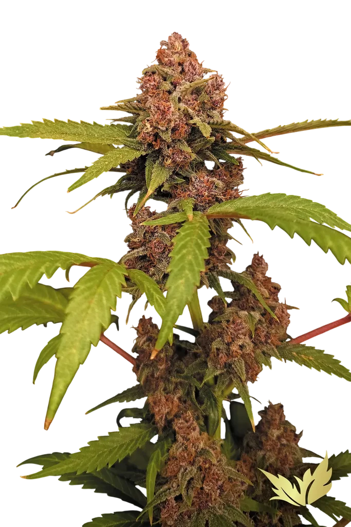 Banana Purple Auto | AUTOFEM | Paradise Seeds